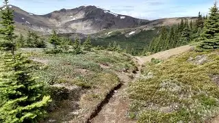 Skyline Trail South - One Year After the Jasper Wildfire