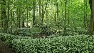 Rezerwat Grądowe Zbocze