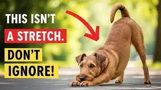 🐶 If Your Dog Stretches When They See You&hellip; This Is What It Really Means