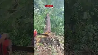 Satisfying Tree Felling Compilation You Can&rsquo;t Look Away From! 😮🔥 #3