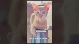 Balancing life one paw at a time🐾😻 #cat #adoptstrays #animallovers #kittysoftpaws #catvideos #cat