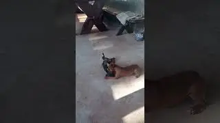 pinscher brincando