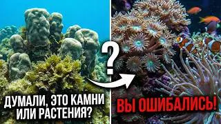 Думали, это просто красивые камни или растения? Вы ошибались! 🌊