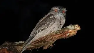 Wildlife Photography tips : At  Night