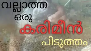 karimeen (pearl spot fish) pidutham in thootha river.....