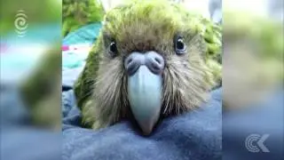 Kakapo breeding season off to a great start: RNZ Checkpoint