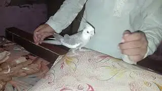 Hand tame cocktail parrot | Hand tame parrot | cocktail parrot @birdslover14 