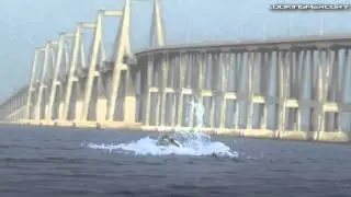Ballena en el lago de Maracaibo