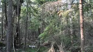 Kokanee Creek Provincial Park (connecting adjacent to our campsite)