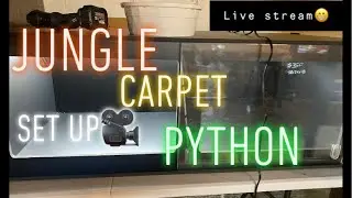 (Live Stream) Jungle Carpet Python Set Up !🐉
