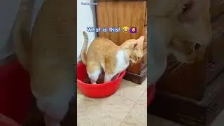 Cat poop #poop #catpoop #shorts #viral #cat