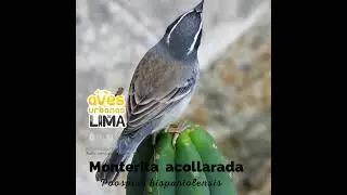 Poospiza hispaniolensis - aves de Lima urbana.