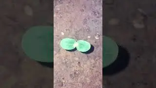 how to grow watermelon at home . #plant #plants #watermelon #speedup #spedup #song #music #bts #art