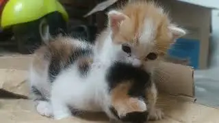 Kittens Learning to Walk