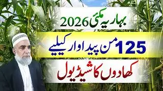 Spring Maize Fertilizer Schedule for Maximum Production || Crop Reformer