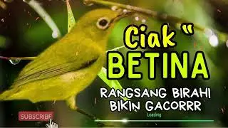 Terbukti Ampuh !! Ciak Ciak Betina Kecial Kuning  | Paling Ampuh Naikkan Birahi Cepat!