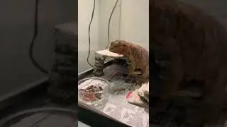 Bearded dragon eating bugs