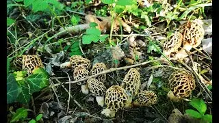 🍄 Morel motherload under 2 ash trees, 2019, (smrčak, morchella) 🍄