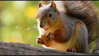 Snack Time! 🥜 The Cutest Hungry Squirrel