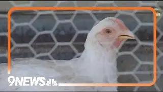 USDA issues conditional license for bird flu vaccine