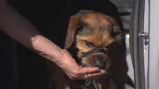 Oklahoma Business Provides Taxi Service For People & Pets