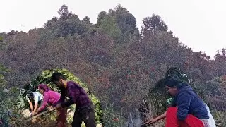 From Land to Orchard: Growing More Orange Trees in Village Life