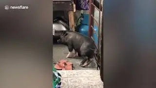 Pet pig caught scratching her back on a gate