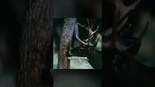 Why Deer Rubs Are Secret Buck Hotspots