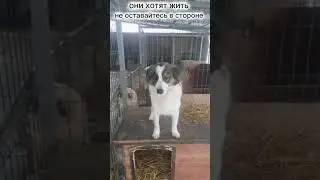 здесь идёт борьба за жизнь #music #piano #собака #relaxing #помощьбездомным #cat