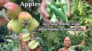 మన మిద్దె తోటలో పండ్లు కూరగాయలు కోసుకుందామా