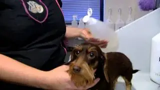 Trimsalon Doggy Style op RTL 4