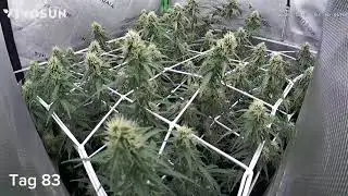 Sherbet Queen, part 7, Tag 83-89