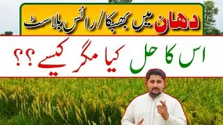 Important Tips for Cultural Control of Rice Blast | Rice blast disease || Apna Kisan Pakistan