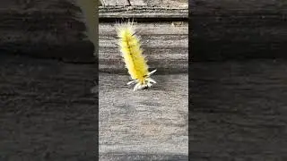 Yellow-Spotted Tussock Moth Caterpillar at the cabin