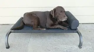 PetFusion Elevated Outdoor Dog Bed Review