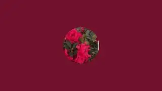sushma creative & plant lover is live! good evening dosto
