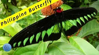 Most beautiful Butterflies of Southeast Asia