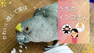 【シニア姉妹の日常】うちのインコさん紹介