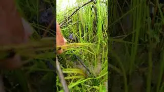 Crab short video! Catching CRAB in the beautiful flooded fields #catchcrab #catch #nature