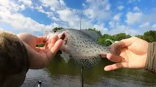 Throw Back/Ocean Color Crappie Baits/May 2023