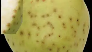 Agriculture Plants Life(Bitter Pit disease)مرض النقرة المرة في التفاح#MyFarmمزرعتي