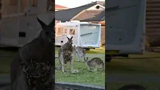 Funny kangaroo behaviour in spring