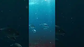 Some Regular Sunday  Fun Diving with a Huge School of Tuna