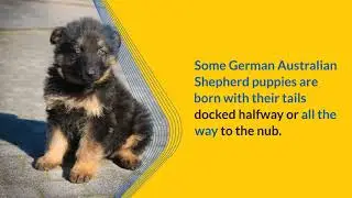 German Australian Shepherd Mix &ndash; 7 Exclusive Body characteristics And Behaviour