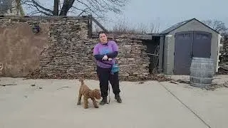 Lucy the Goldendoodle | Board & Train Week 2 &ndash; Leash Walking Skills | Best Paw Forward