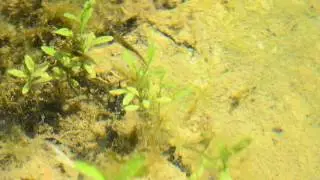 Common newt (toadpole)