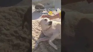 You can count on me😍🐶 #cute #animals #dogs #puppy #cuteanimals #viral #shorts #shortsfeed