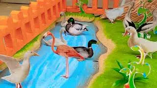School Project - Conservation of Birds Model