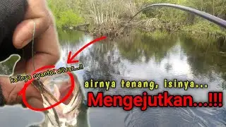 MENGEJUTKAN...!! Mancing Ikan Kepar Di Air Tenang Full Sambaran PREDATOR LAPAR...!! | gb23
