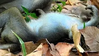 Poor baby monkey David so weak No act & milk, Why Mom Diamon weaning milk on her baby till like this